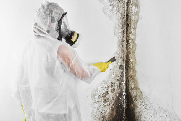 Professional Mold Remediation in Clay, KY